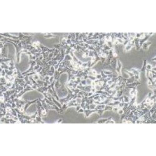 Human Normal Liver Cell Line, #WRL68