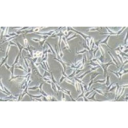 Human Melanoma Cell Line, #WM-115