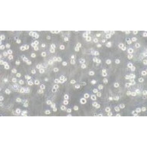 Human Lymphoma Cell Line, #U-937