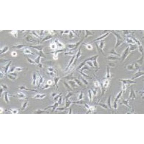 Human Astroglioma Cell Line, #U251 MG (KO)