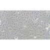 Human Glioblastoma, #T98G