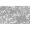 Human Breast Ductal Cancer Cell Line, #T47D