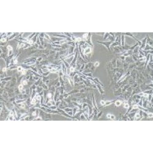 Human Cutaneous Melanoma Cell Line, #SK-MEL-2