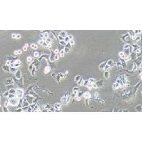 Human Breast Cancer Cell, #SK-BR-3