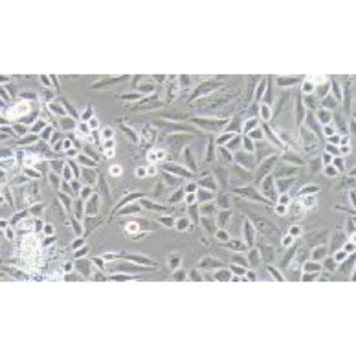 Human Cervical And Squamous Cancer Cell Line, #SIHA