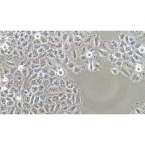 Human Normal Liver Cell Line, #QSG-7701