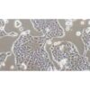 Human Pancreatic Cancer Cell Line, #PANC10.05