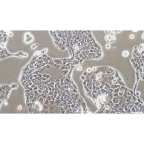 Human Pancreatic Cancer Cell Line, #PANC10.05