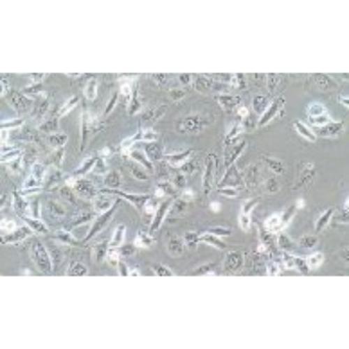 Human Lung Adenocarcinoma Cell Line, #NCI-H1975