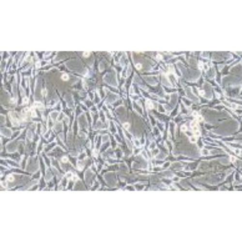 Human Melanoma Cell Line, #MDA-MB-435S