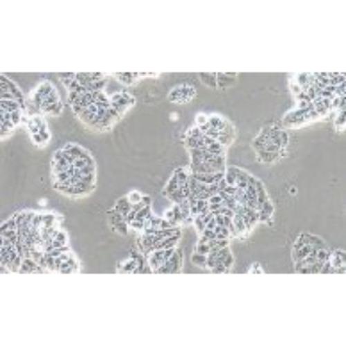 Human Breast Cancer Cell, #MCF-7