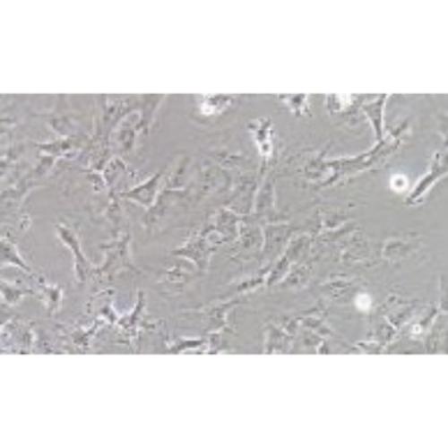 Human Breast Cancer Cell, #HS578T