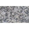 Human Colon Cancer Cell Line, #COLO205