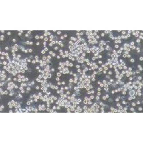 Human Colon Cancer Cell Line, #COLO205