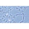 Human Renal Cell Adenocarcinoma Cell Line, #769-P