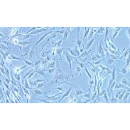 Human Thyroid Carcinoma Cell Line 8305C (Undifferentiated), #8305C