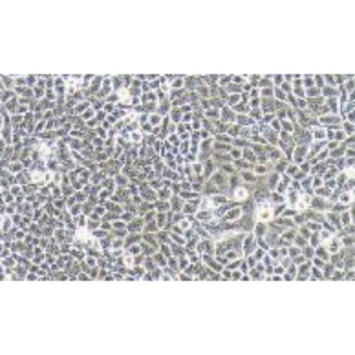 Human Cervical Carcinoma Cell, #AV3