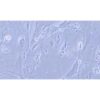 Human Normal Colonic Epithelial Cell Line (Limited Cell Line), #CCD841 CON