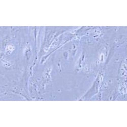 Human Normal Colonic Epithelial Cell Line (Limited Cell Line), #CCD841 CON
