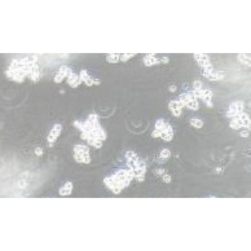 Human Colorectal Adenocarcinoma Cell Line, #COLO320 HSR