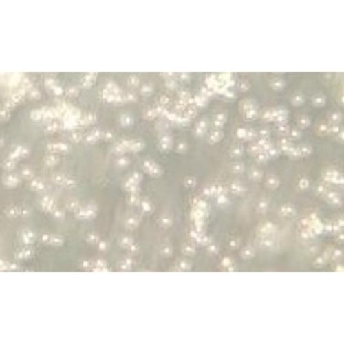 Human Burkitt's Lymphoma Cell Line, #DAUDI