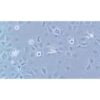 Human Breast Cancer Cell, #HCC1937