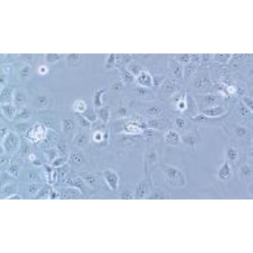 Human Breast Cancer Cell, #HCC1937