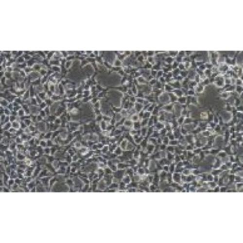 Human Renal Epithelial Cell Line, #HKB-20