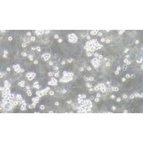 Human Acute T-Cell Leukemia Cell Line, #J.GAMMA1