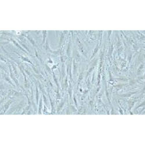 Granulosa Cell Tumour Cell Line Of The Human Ovary, #KGN