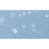 Human Oesophageal Squamous Carcinoma Cell Line, #KYSE-150
