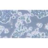 Human Colorectal Cancer Cell Line, #LS513