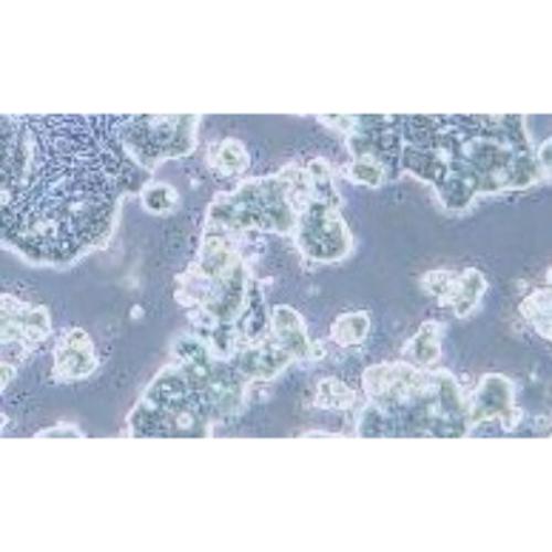 Human Colorectal Cancer Cell Line, #LS513