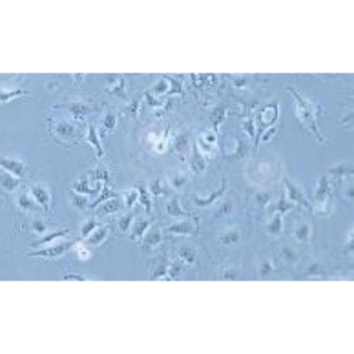 Human Breast Cancer Cell, #MDA-MB-157