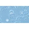 Human Lung Cancer Cell Line, #NCI-H1437