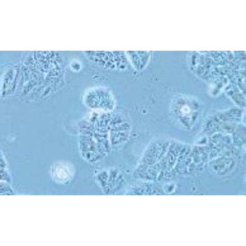 Human Lung Cancer Cell Line, #NCI-H1437