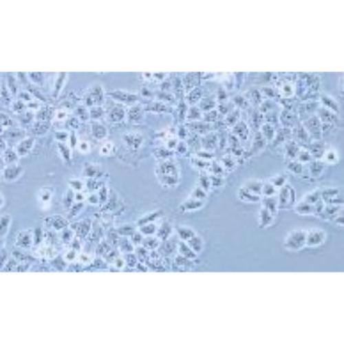 Human Pancreatic Cancer Cell Line, #PANC 03.27
