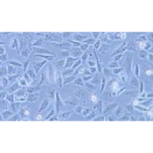 Human Poorly Differentiated Lung Adenocarcinoma Cell Line, #SK-LU-1