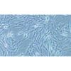 Malignant Melanoma Cell Line In The Human Skin, #SK-MEL-28
