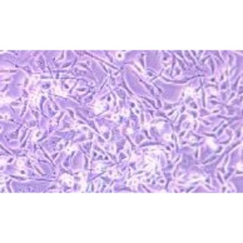 Human Rhabdomyosarcoma Cell Line, #A-204