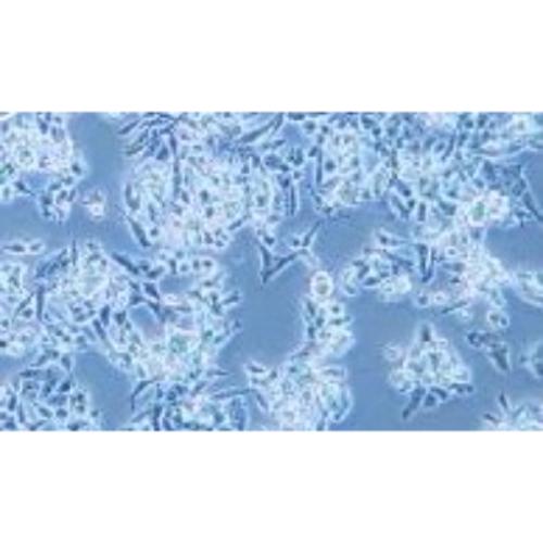 Human Brain Medulloblastoma Cell Line, #D283 MED