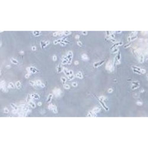 Human Brain Medulloblastoma Cell Line, #D341 MED