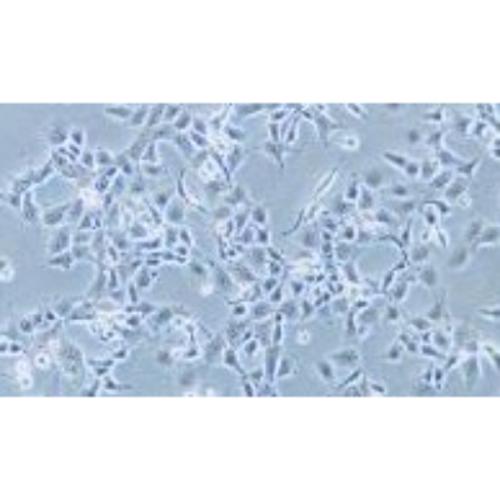 Human Oesophageal Epithelial Cell Line, #HET-1A