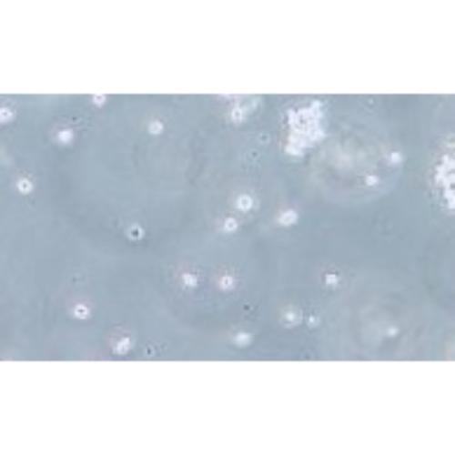 Human T-Lymphocytic Leukemia Cell Line, #HUT-78