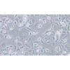 Human Cervical Epidermal Carcinoma Cell Line, #ME-180