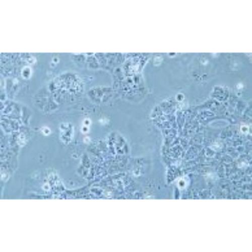 Human Cervical Epidermal Carcinoma Cell Line, #MS751