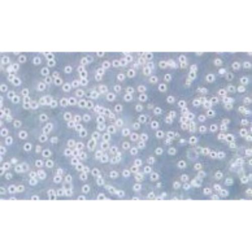 Acute Promyelocyte Cell Lines, #NB 4