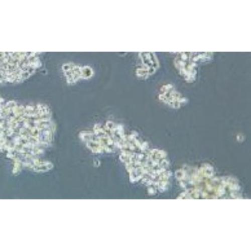 Human Small-Cell Lung Cancer Cell Line, #NCI-H82