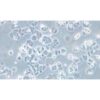 Human Lung Cancer Cell Line, #NCI-H2126