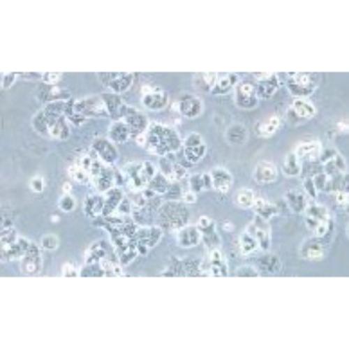 Human Lung Cancer Cell Line, #NCI-H2126